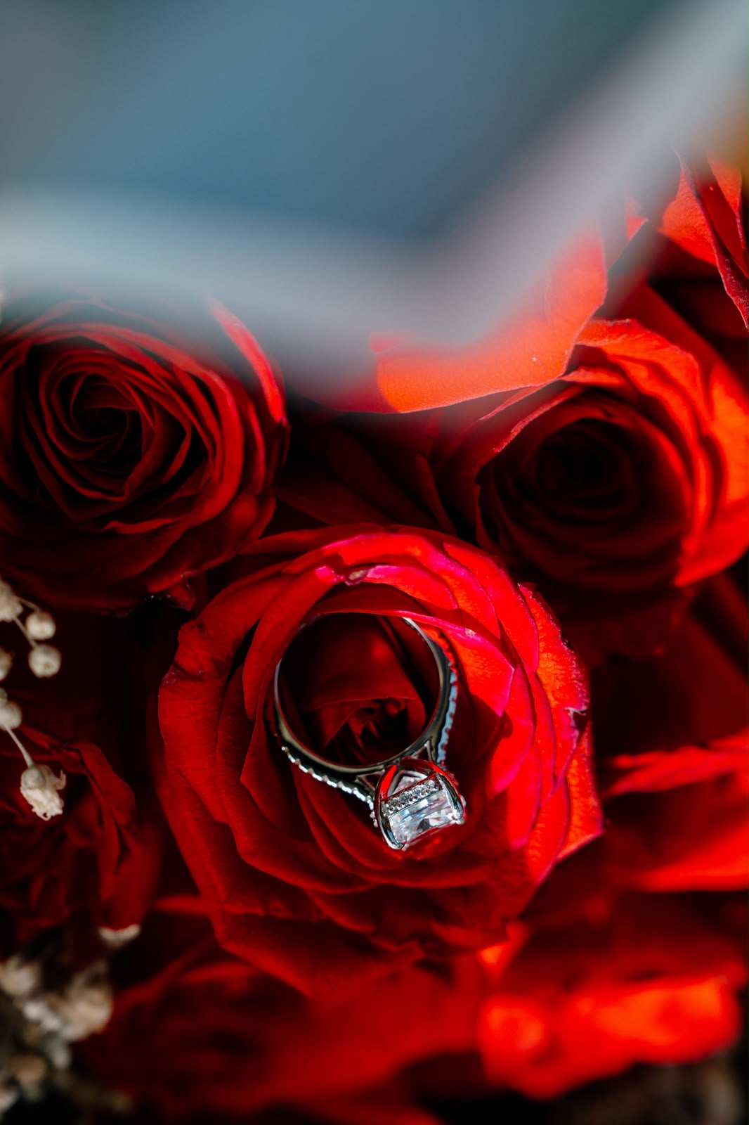 El anillo de compromiso sobre rosas rojas